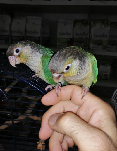 Vendita pappagalli parlanti Castellamonte