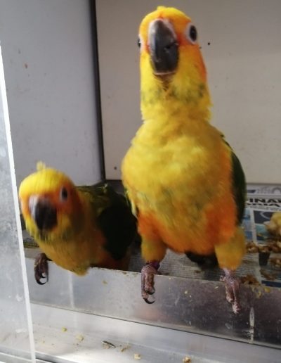 Vendita pappagalli parlanti Castellamonte